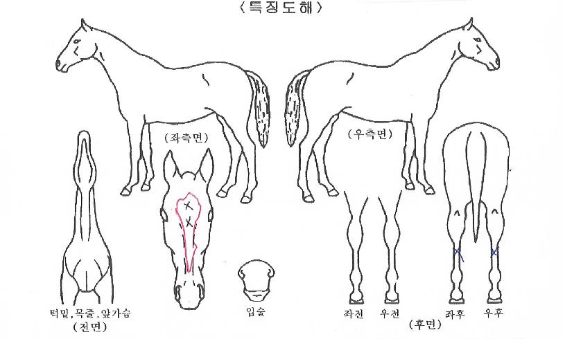 ��û������ ����,���,�޸�,�λ�,�ٸ��� Ư¡����