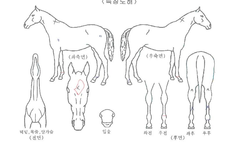 ºí·çÇØ¸ÓÀÇ Ãø¸é,¿ì¸é,µÞ¸é,µÎ»ó,´Ù¸®ÀÇ Æ¯Â¡µµÇØ