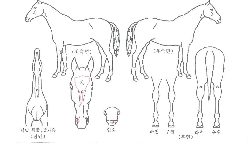 ¾î³Ê·¯¸®°¶·´ÀÚ¸¶ÀÇ Ãø¸é,¿ì¸é,µÞ¸é,µÎ»ó,´Ù¸®ÀÇ Æ¯Â¡µµÇØ