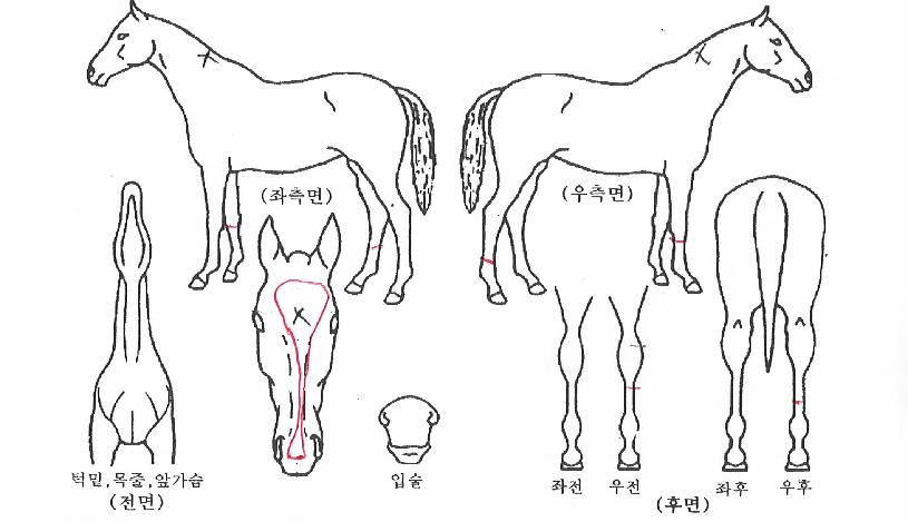 ·¹µå¸¶¿îƾÀÇ Ãø¸é,¿ì¸é,µÞ¸é,µÎ»ó,´Ù¸®ÀÇ Æ¯Â¡µµÇØ