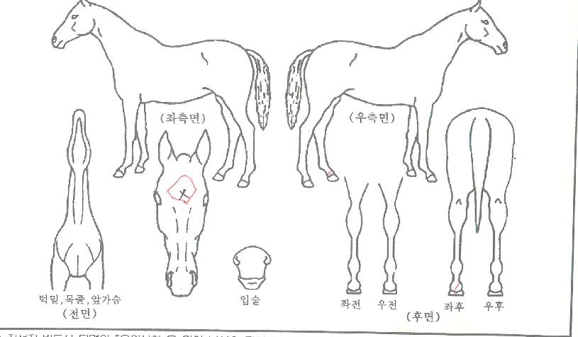 ŷ��Ʈ�� ����,���,�޸�,�λ�,�ٸ��� Ư¡����