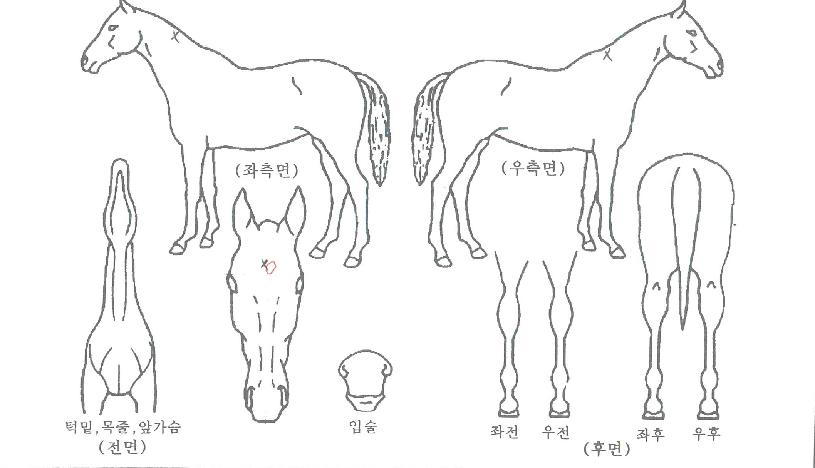 Å·ºñµåÀÇ Ãø¸é,¿ì¸é,µÞ¸é,µÎ»ó,´Ù¸®ÀÇ Æ¯Â¡µµÇØ
