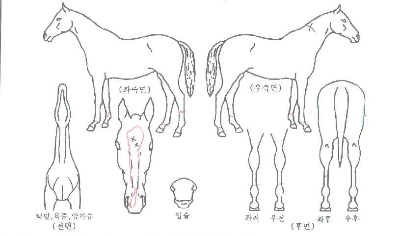 �÷����� ����,���,�޸�,�λ�,�ٸ��� Ư¡����