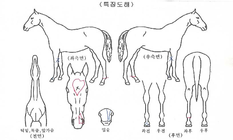 Å¥Çǵåµñ¼ÇÀÇ Ãø¸é,¿ì¸é,µÞ¸é,µÎ»ó,´Ù¸®ÀÇ Æ¯Â¡µµÇØ