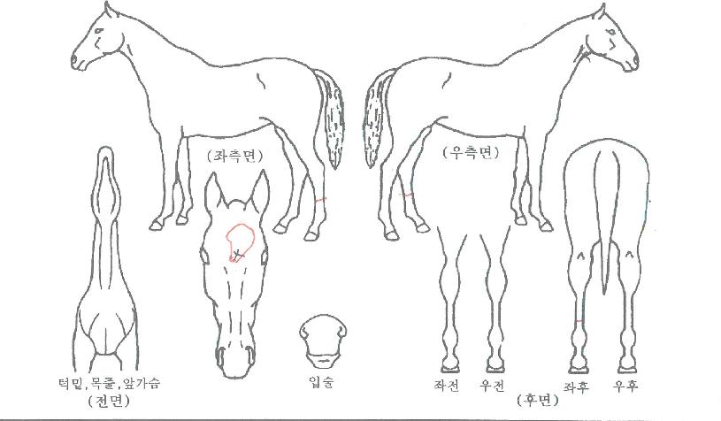 ±×·¹ÀÌÆ®·¹µåºäƼÀÚ¸¶ÀÇ Ãø¸é,¿ì¸é,µÞ¸é,µÎ»ó,´Ù¸®ÀÇ Æ¯Â¡µµÇØ