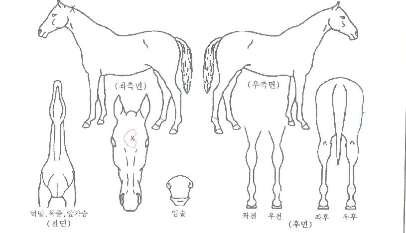 ĳġ������� ����,���,�޸�,�λ�,�ٸ��� Ư¡����