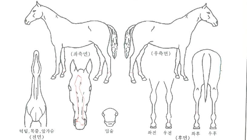 »ó½ÂÇàÁøÀÇ Ãø¸é,¿ì¸é,µÞ¸é,µÎ»ó,´Ù¸®ÀÇ Æ¯Â¡µµÇØ