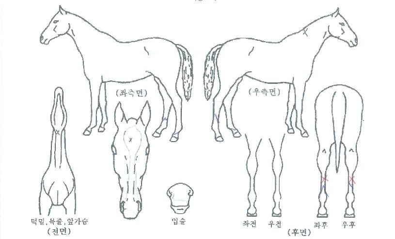 Äý¿Àºêº£½ºÆ®ÀÇ Ãø¸é,¿ì¸é,µÞ¸é,µÎ»ó,´Ù¸®ÀÇ Æ¯Â¡µµÇØ