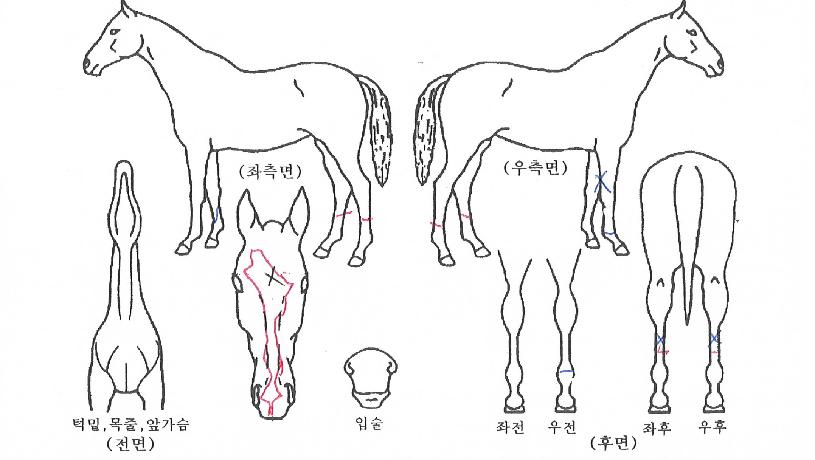 ³í½ºÅéµ¥¸¯ÀÇ Ãø¸é,¿ì¸é,µÞ¸é,µÎ»ó,´Ù¸®ÀÇ Æ¯Â¡µµÇØ