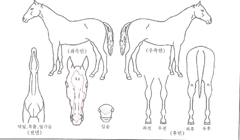 û�������̵��� ����,���,�޸�,�λ�,�ٸ��� Ư¡����