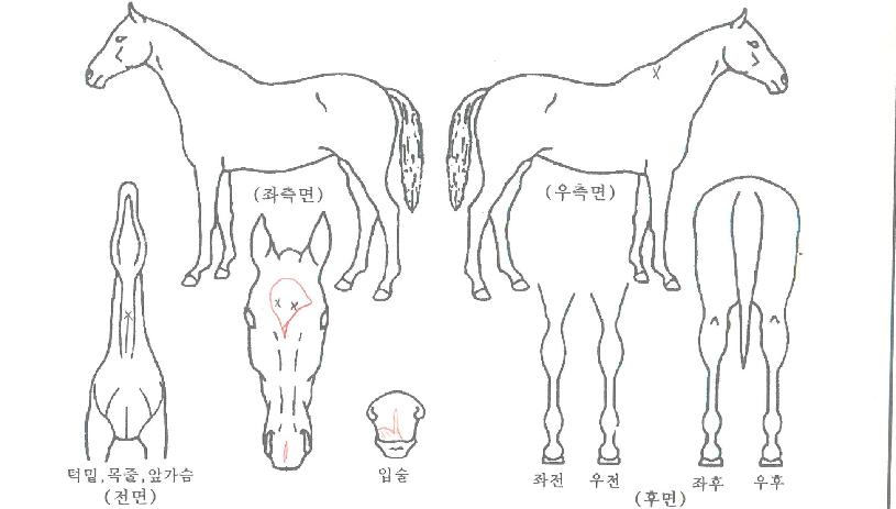 ��Ÿ�����̵��� ����,���,�޸�,�λ�,�ٸ��� Ư¡����