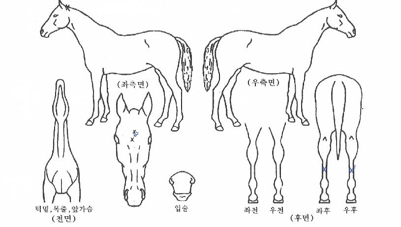 ���̺����̵��� ����,���,�޸�,�λ�,�ٸ��� Ư¡����