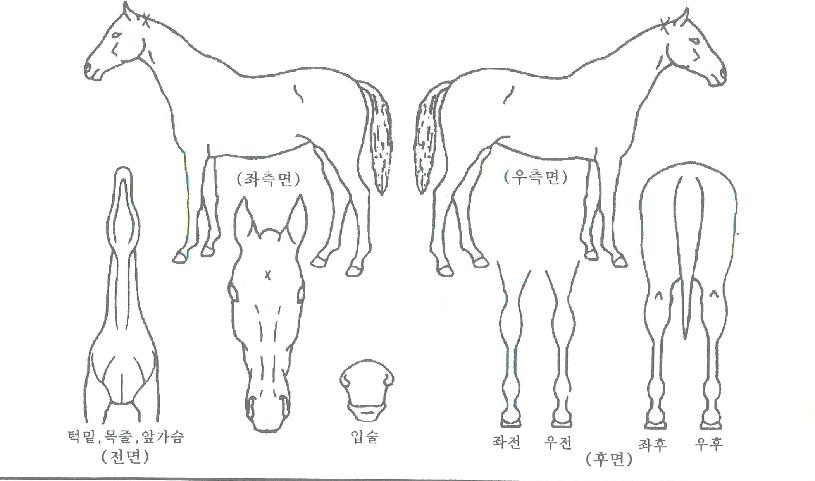 �ö��׺����� ����,���,�޸�,�λ�,�ٸ��� Ư¡����