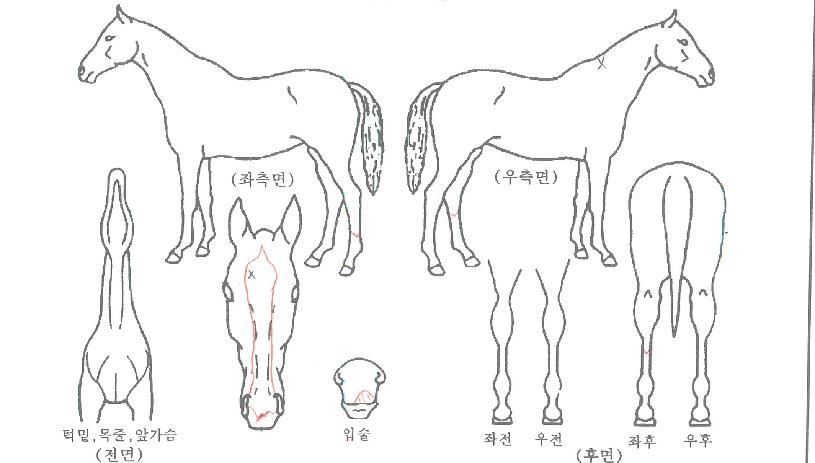 ��갡���� ����,���,�޸�,�λ�,�ٸ��� Ư¡����