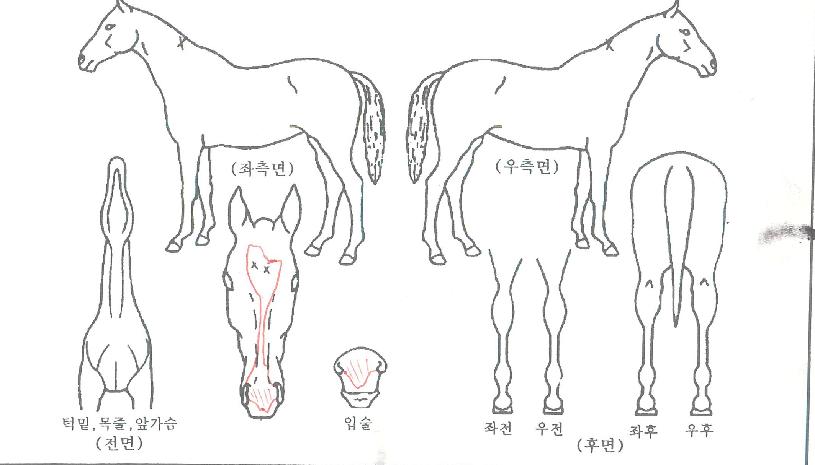 ´õÅ·ºí·¹À̵åÀÇ Ãø¸é,¿ì¸é,µÞ¸é,µÎ»ó,´Ù¸®ÀÇ Æ¯Â¡µµÇØ