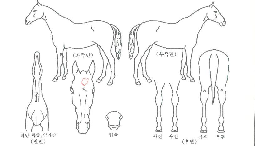 ¾ÆÄí¾ÆÆÝÄ¡ÀÇ Ãø¸é,¿ì¸é,µÞ¸é,µÎ»ó,´Ù¸®ÀÇ Æ¯Â¡µµÇØ