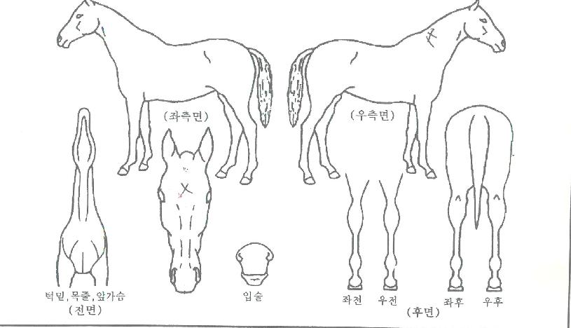 ·¯ºê¾ÆÄ¡ÀÇ Ãø¸é,¿ì¸é,µÞ¸é,µÎ»ó,´Ù¸®ÀÇ Æ¯Â¡µµÇØ