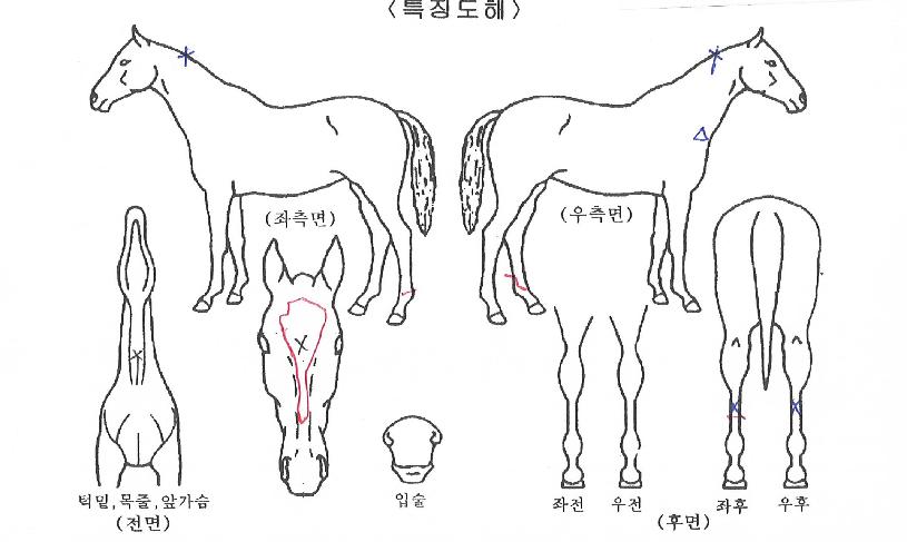 µå¸²Æç¶óÀÇ Ãø¸é,¿ì¸é,µÞ¸é,µÎ»ó,´Ù¸®ÀÇ Æ¯Â¡µµÇØ