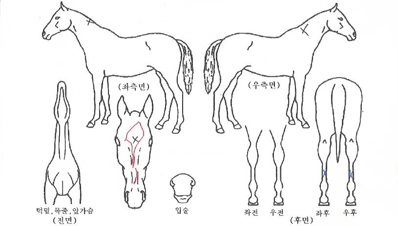 ·ç¹Ì³Ê½ºÄýÀÇ Ãø¸é,¿ì¸é,µÞ¸é,µÎ»ó,´Ù¸®ÀÇ Æ¯Â¡µµÇØ