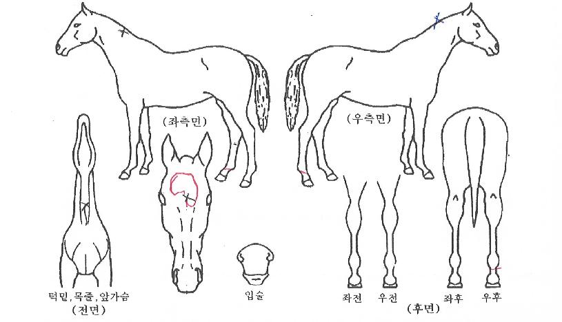 ��״����� ����,���,�޸�,�λ�,�ٸ��� Ư¡����
