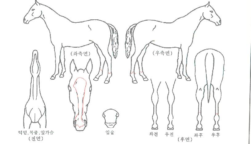 ���帮����� ����,���,�޸�,�λ�,�ٸ��� Ư¡����