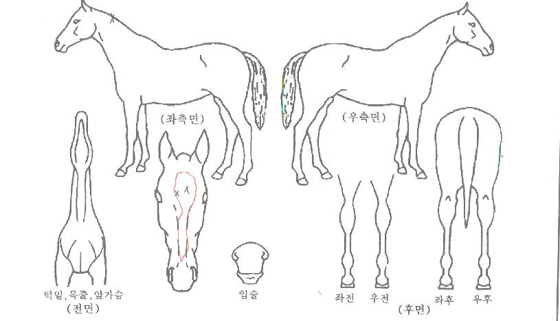 ÇѶóÀÇ¿ø¼®ÀÇ Ãø¸é,¿ì¸é,µÞ¸é,µÎ»ó,´Ù¸®ÀÇ Æ¯Â¡µµÇØ