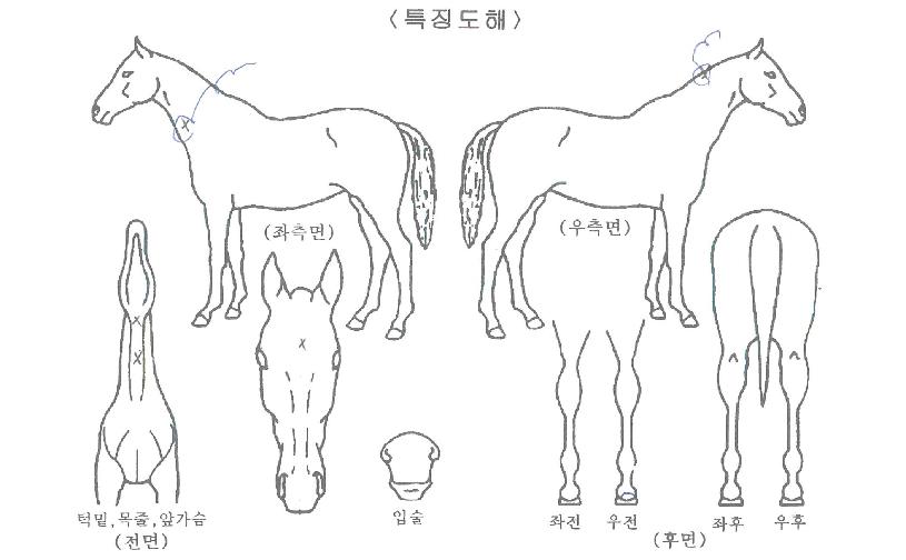 õ¸¶½ºÅ丮ÀÇ Ãø¸é,¿ì¸é,µÞ¸é,µÎ»ó,´Ù¸®ÀÇ Æ¯Â¡µµÇØ