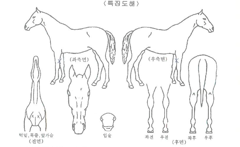 ���̾���Ʈ�� ����,���,�޸�,�λ�,�ٸ��� Ư¡����