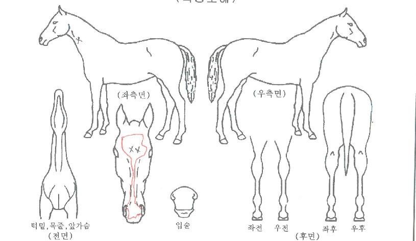 ¾ÆÀ̾ð°ÉÀÇ Ãø¸é,¿ì¸é,µÞ¸é,µÎ»ó,´Ù¸®ÀÇ Æ¯Â¡µµÇØ