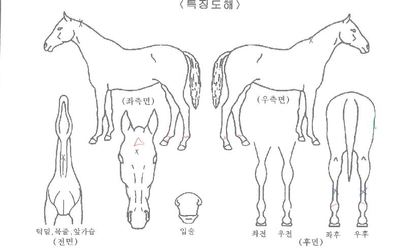 ºòÅ丮īÀÇ Ãø¸é,¿ì¸é,µÞ¸é,µÎ»ó,´Ù¸®ÀÇ Æ¯Â¡µµÇØ