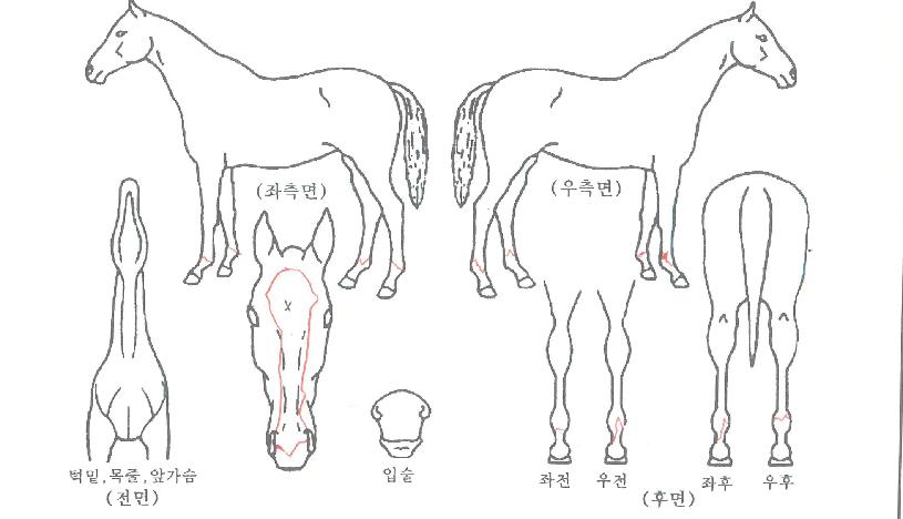 ³²»ê´«²ÉÀÇ Ãø¸é,¿ì¸é,µÞ¸é,µÎ»ó,´Ù¸®ÀÇ Æ¯Â¡µµÇØ