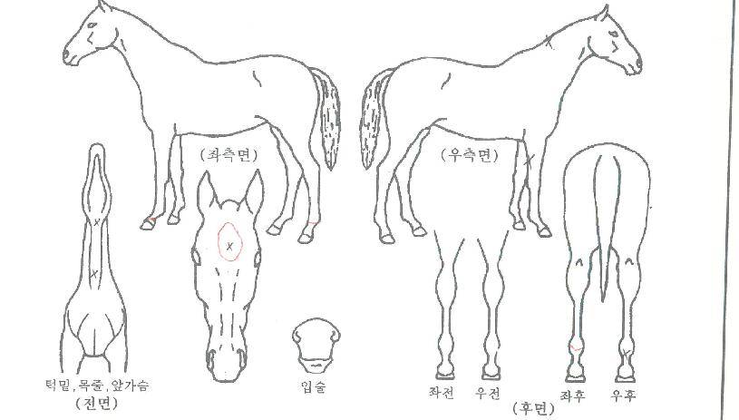 ������ ����,���,�޸�,�λ�,�ٸ��� Ư¡����