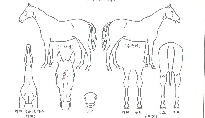 ����ķ���ڸ��� ����,���,�޸�,�λ�,�ٸ��� Ư¡����