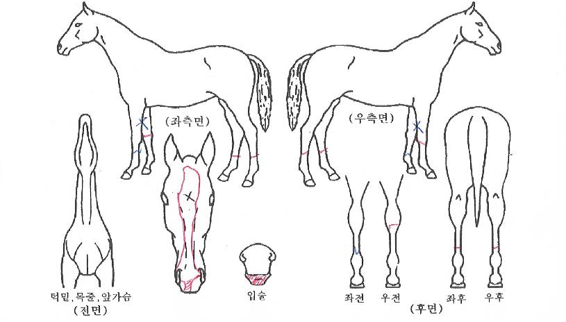 ��ȣ���� ����,���,�޸�,�λ�,�ٸ��� Ư¡����