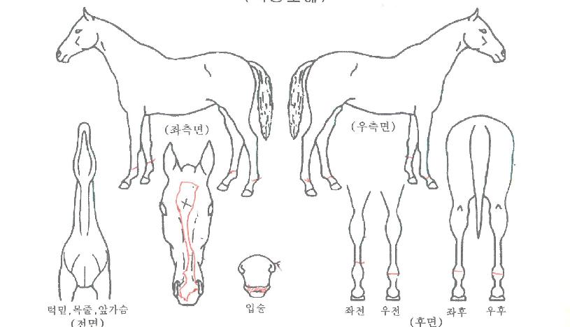 ÆÄ¿öµ¹Ç³ÀÇ Ãø¸é,¿ì¸é,µÞ¸é,µÎ»ó,´Ù¸®ÀÇ Æ¯Â¡µµÇØ