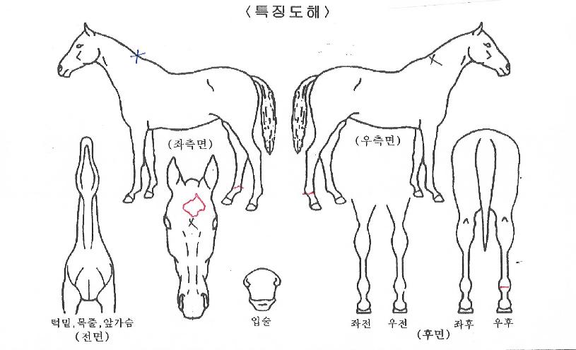 ��Ʈ��ŷ�� ����,���,�޸�,�λ�,�ٸ��� Ư¡����