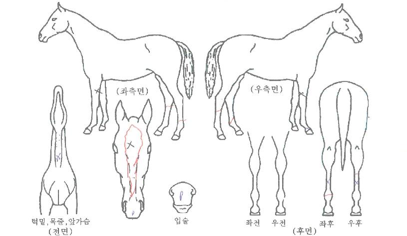 ¶¯¹úÀÇ Ãø¸é,¿ì¸é,µÞ¸é,µÎ»ó,´Ù¸®ÀÇ Æ¯Â¡µµÇØ