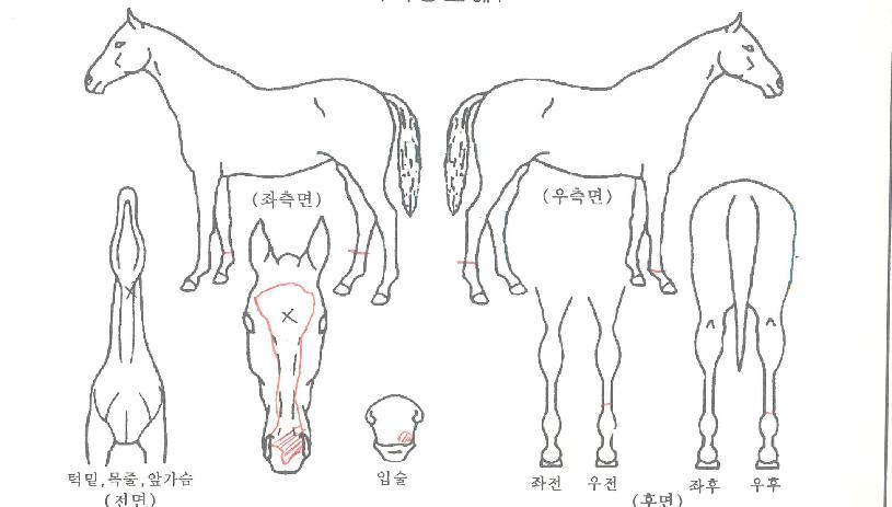 ½ÃÅ©¸´¸ÅÁ÷ÀÇ Ãø¸é,¿ì¸é,µÞ¸é,µÎ»ó,´Ù¸®ÀÇ Æ¯Â¡µµÇØ