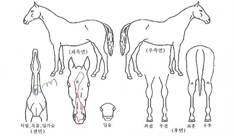 ºò·¹µåÀÇ Ãø¸é,¿ì¸é,µÞ¸é,µÎ»ó,´Ù¸®ÀÇ Æ¯Â¡µµÇØ