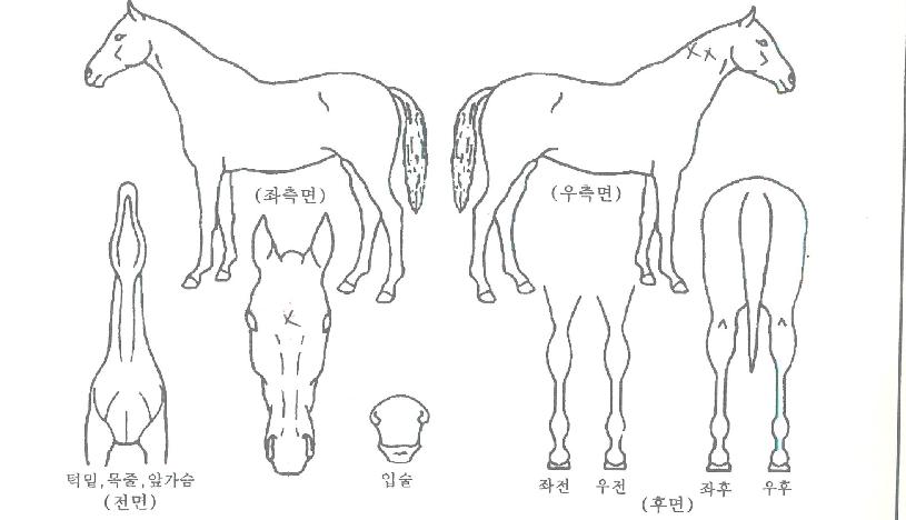 �۽�Ʈ������ ����,���,�޸�,�λ�,�ٸ��� Ư¡����