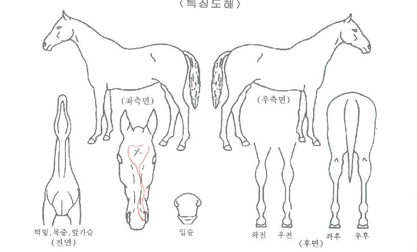 ·±·±·±ÀÇ Ãø¸é,¿ì¸é,µÞ¸é,µÎ»ó,´Ù¸®ÀÇ Æ¯Â¡µµÇØ