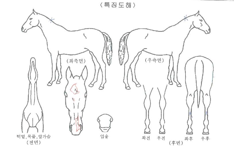 ��Ʈ��ô��� ����,���,�޸�,�λ�,�ٸ��� Ư¡����