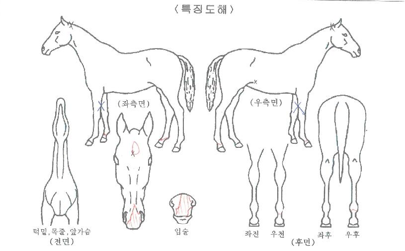 �����Ŀ��� ����,���,�޸�,�λ�,�ٸ��� Ư¡����