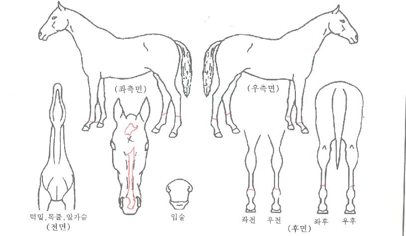 ´ÚÅÍÆÄÇǾƴ©ÀÇ Ãø¸é,¿ì¸é,µÞ¸é,µÎ»ó,´Ù¸®ÀÇ Æ¯Â¡µµÇØ