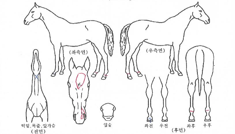 ¸ðµç³¯ÇÔ²²ÇØÀÇ Ãø¸é,¿ì¸é,µÞ¸é,µÎ»ó,´Ù¸®ÀÇ Æ¯Â¡µµÇØ