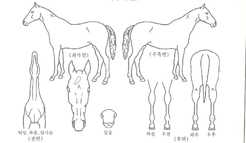 º§·Î½ºÀÇ Ãø¸é,¿ì¸é,µÞ¸é,µÎ»ó,´Ù¸®ÀÇ Æ¯Â¡µµÇØ