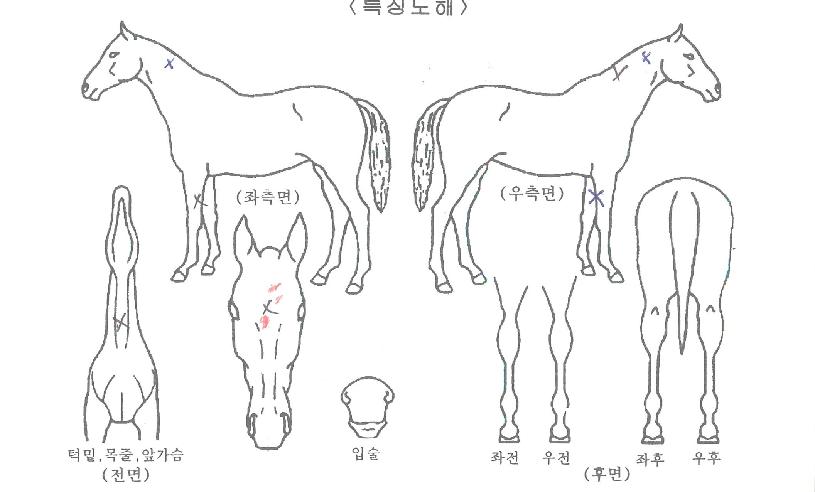 ��¿����� ����,���,�޸�,�λ�,�ٸ��� Ư¡����