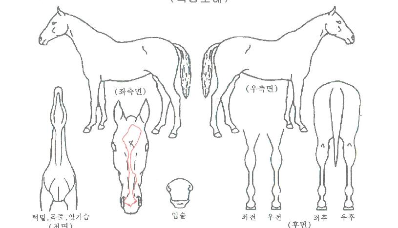 ¶ó¿Â´õÆÄ¿öÀÇ Ãø¸é,¿ì¸é,µÞ¸é,µÎ»ó,´Ù¸®ÀÇ Æ¯Â¡µµÇØ