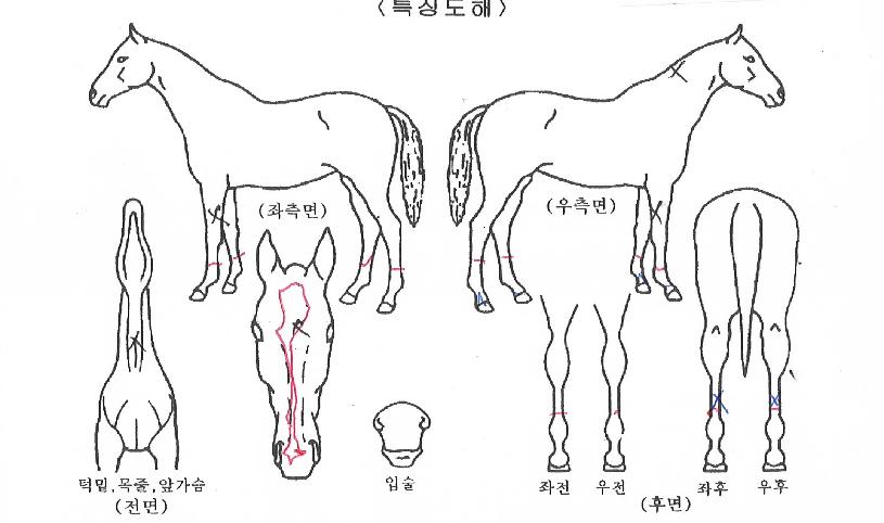 ¶ó¿ÂÇÎÅ©ÀÇ Ãø¸é,¿ì¸é,µÞ¸é,µÎ»ó,´Ù¸®ÀÇ Æ¯Â¡µµÇØ