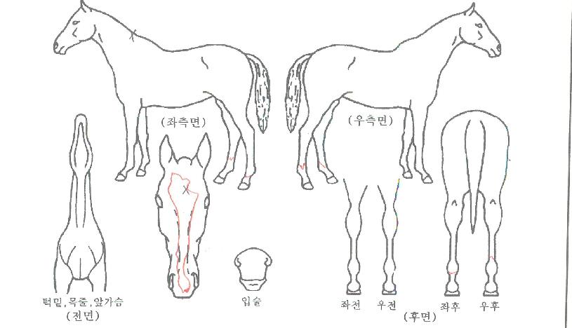 Ȳ±ÝÆÄ¿öÀÇ Ãø¸é,¿ì¸é,µÞ¸é,µÎ»ó,´Ù¸®ÀÇ Æ¯Â¡µµÇØ